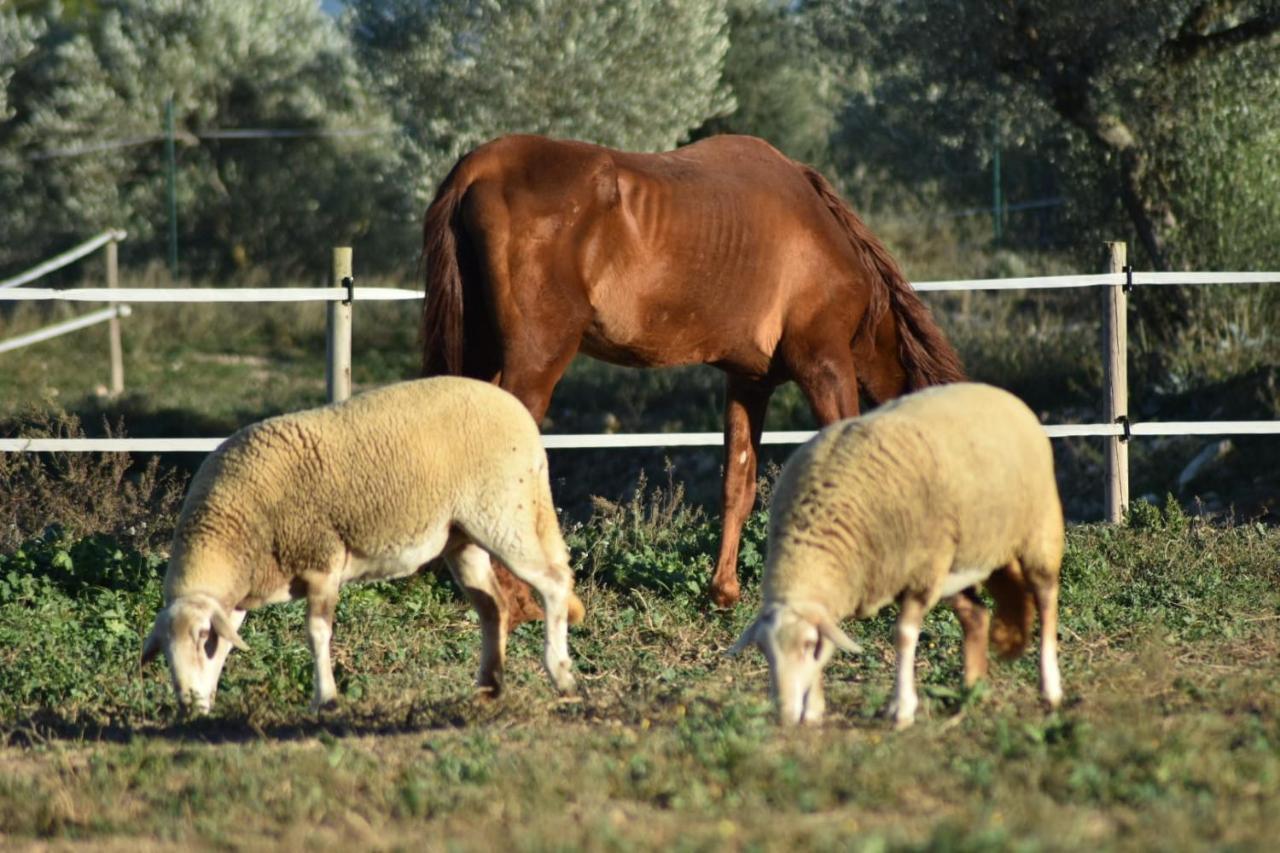 Casa Con Vistas, Piscina Y Animales De Granja, La Caseta Tarragona Zewnętrze zdjęcie
